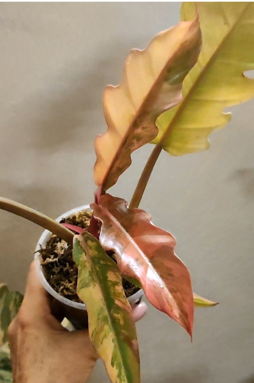 Филодендрон Карамель Марбл, Philodendron Caramel Marble(pink)