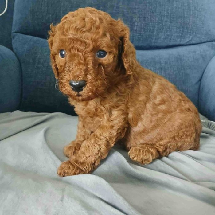 Pudel miniatura  red. samiec.