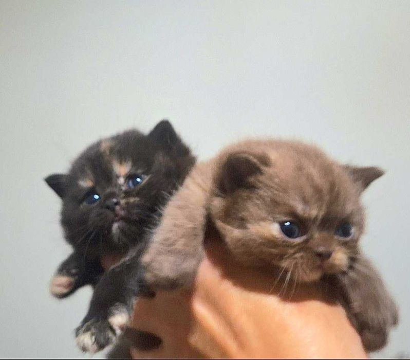 Kot Brytyjski  CZARNY  Rodowód PZF/WCF