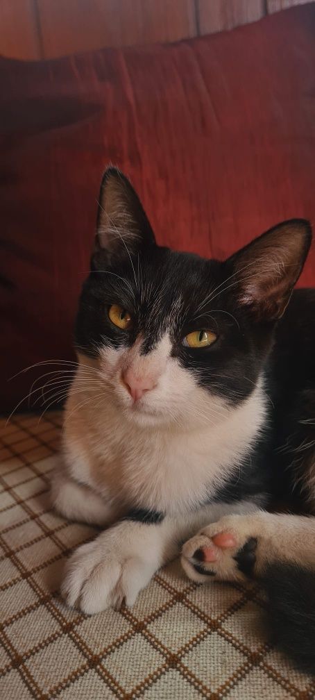 Gatinha para adoção responsável