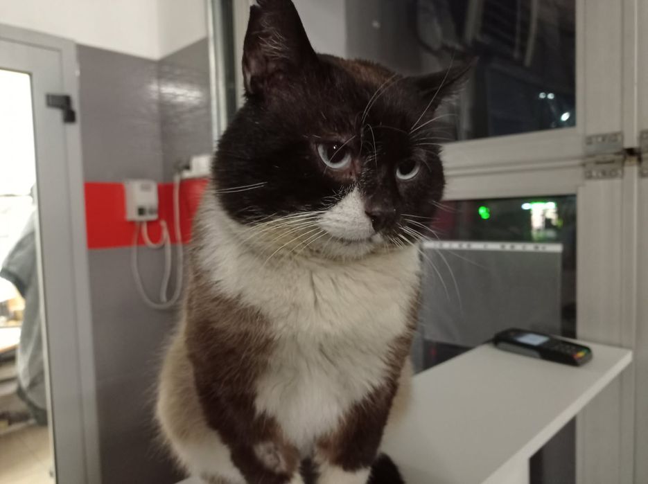 Zaginął kotek Piaski