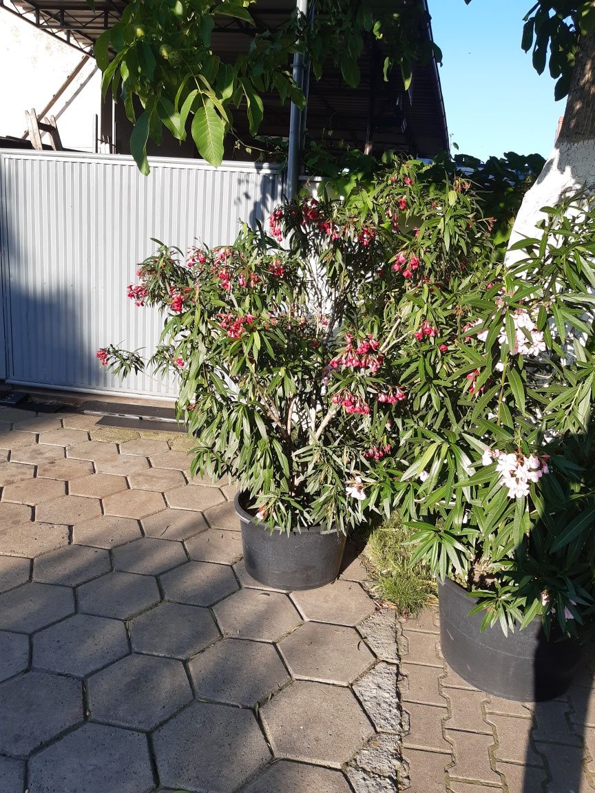 Oleander biały 1 metr wysoki