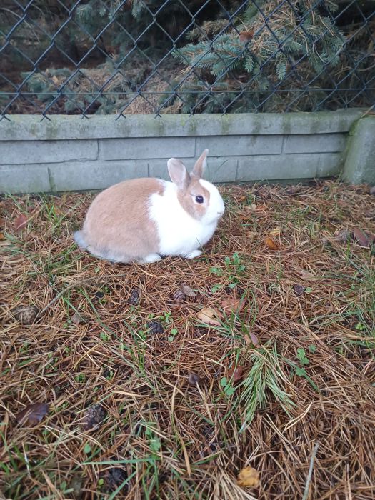 Oddam królika w dobre ręce