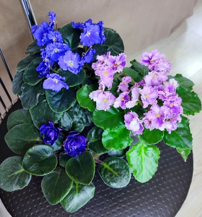 Фіалки махрові, дітки