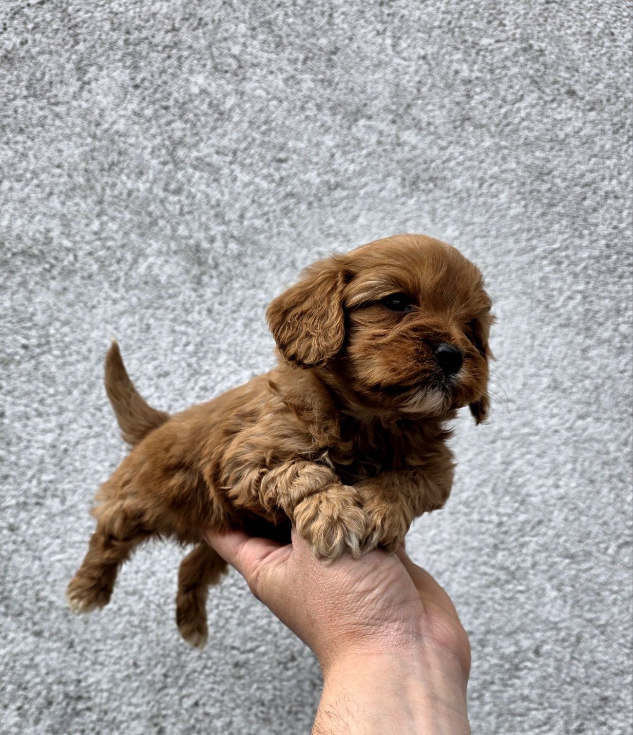 Cavapoo piesek  f1 drobniutki