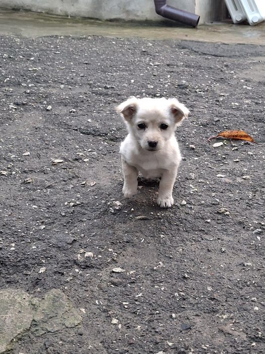 Віддамо  милючих, грайливих та дуже хороших двох дівчаток.