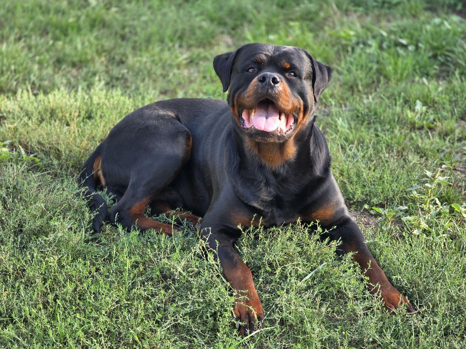 Rottweiler za darmo