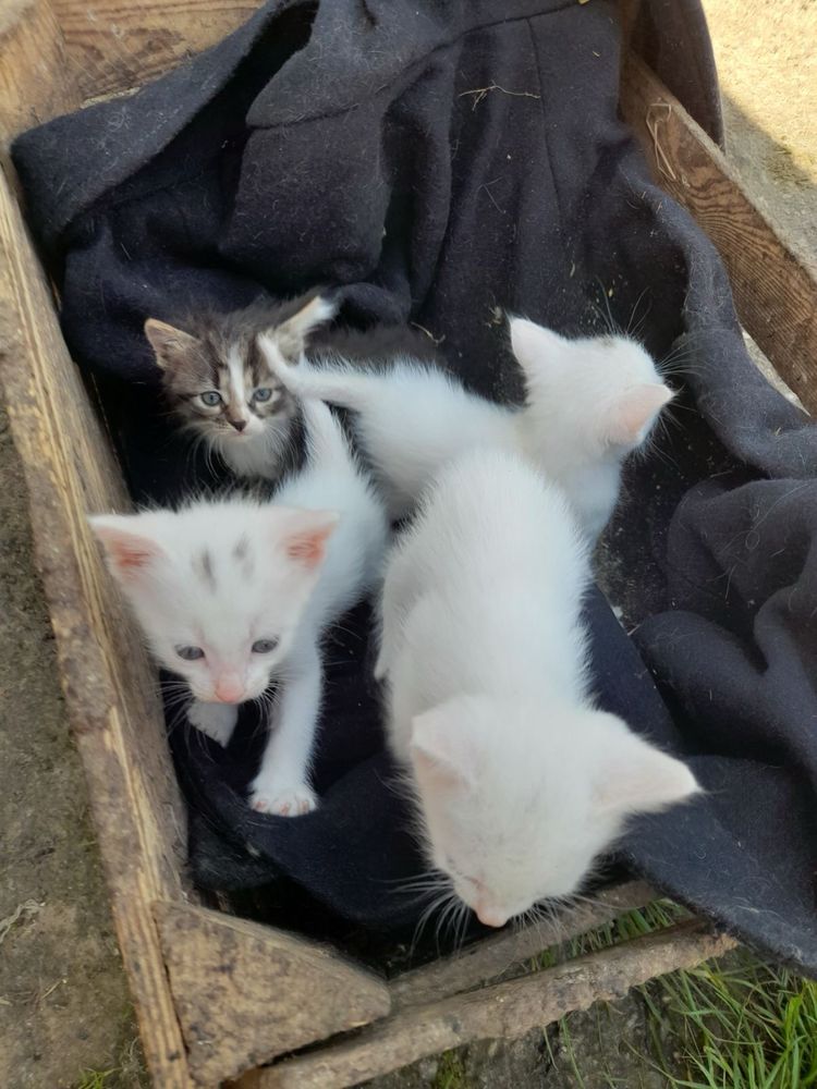 Кошенята шукають дім