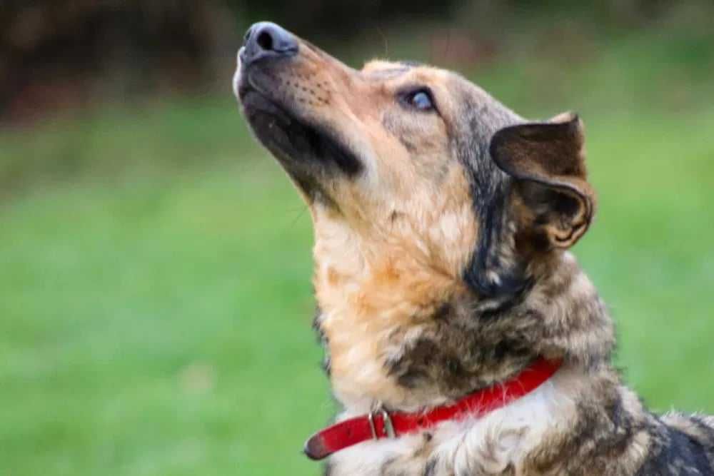 Tak długo czeka na dom wspinały psiak lubi psiaki Adoptuj