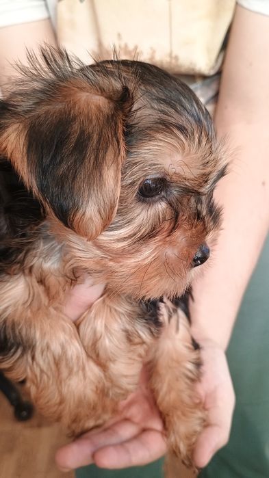 Yorkshire terrier piesek Rodowód Chip