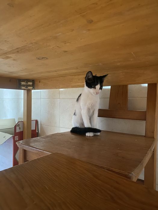 Duas gatinhas adoráveis para adoção – 2 meses e meio