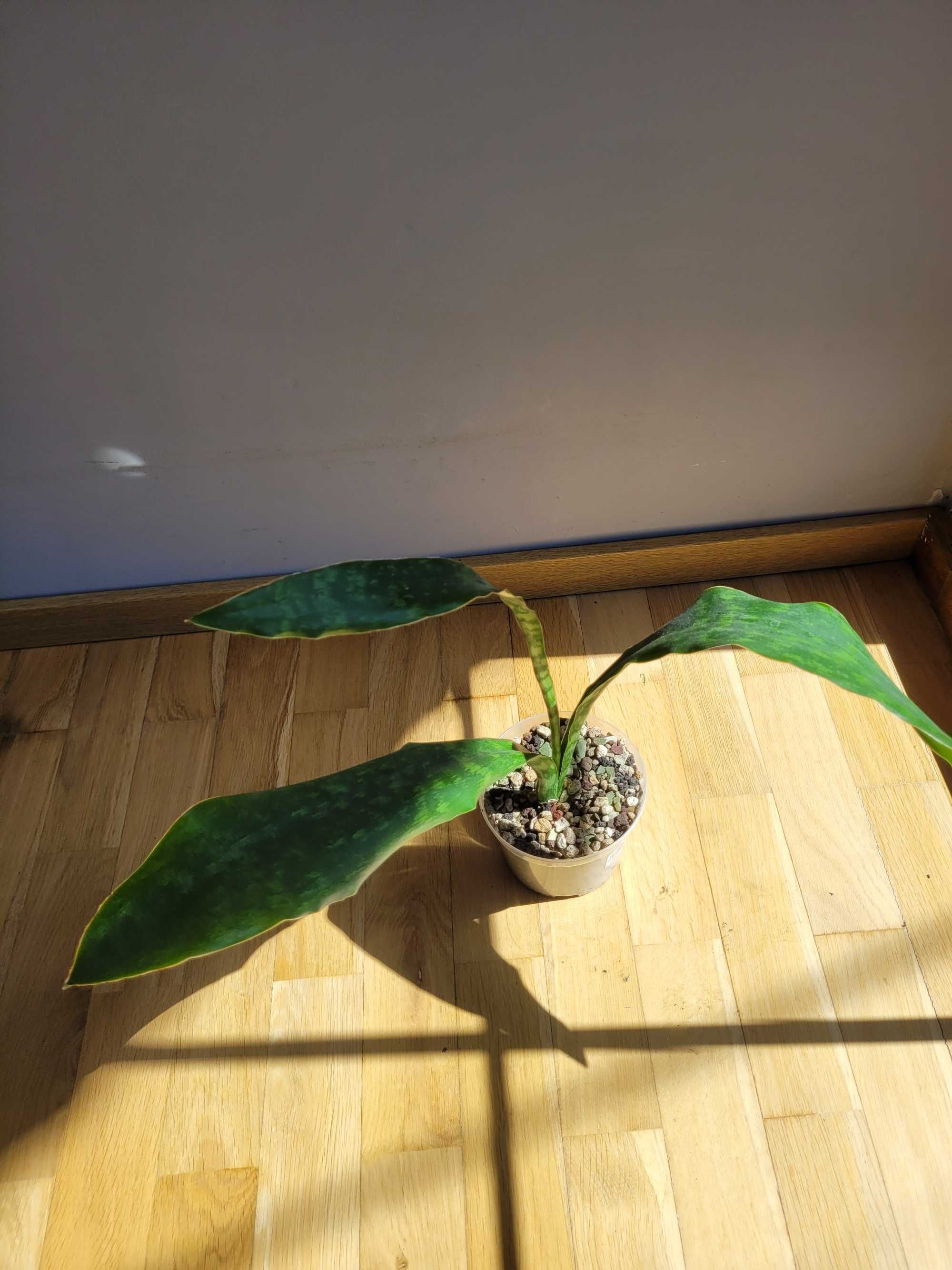 Sansevieria Aubrytiana Dragon