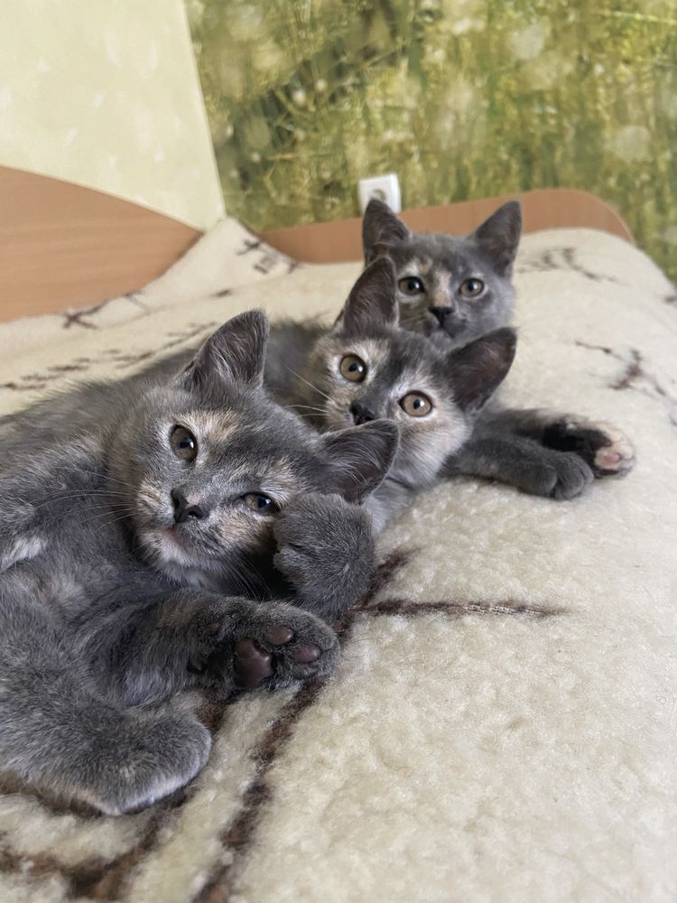 Кошенята котики безкоштовно :)