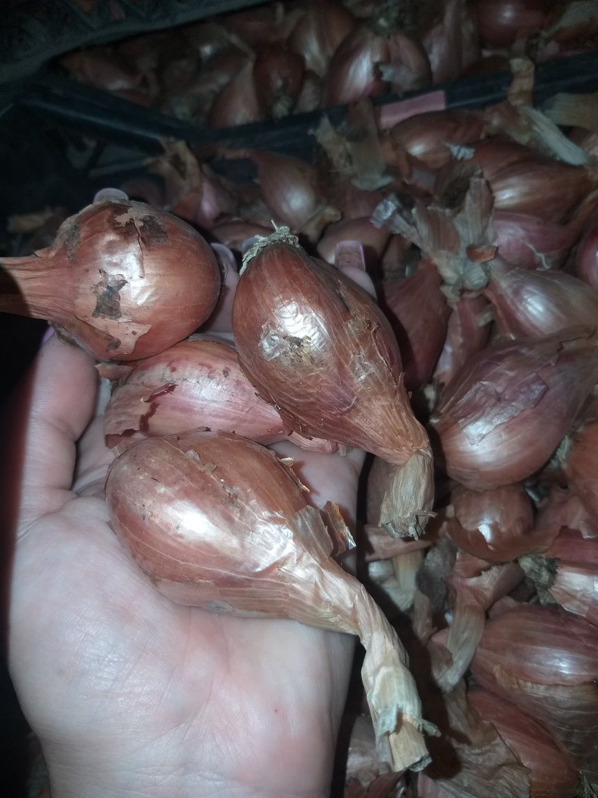Цибуля кущівка біла та жовта