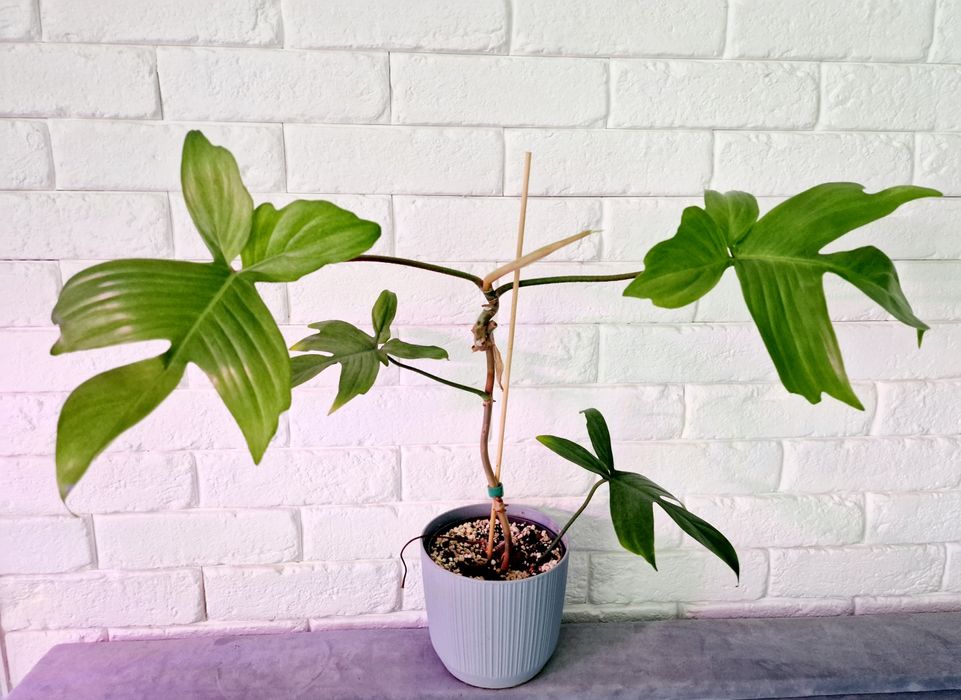 Philodendron Florida Ghost/ cała roslina