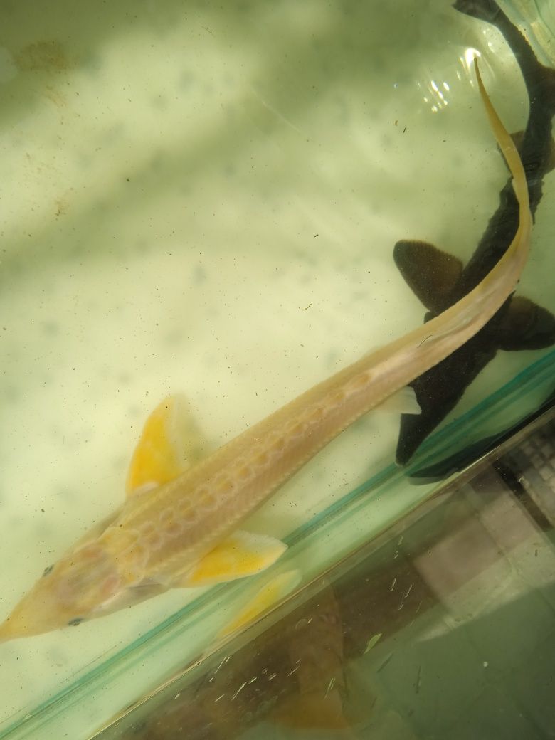 Karp koi, baterflaye rybki ozdobne i roślinki do oczka
