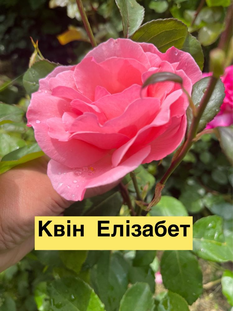 Великі кущі троянд