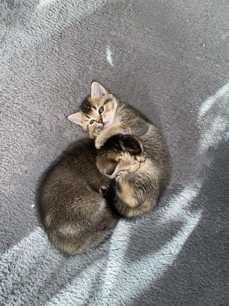 Котик окрасу золота шиншила