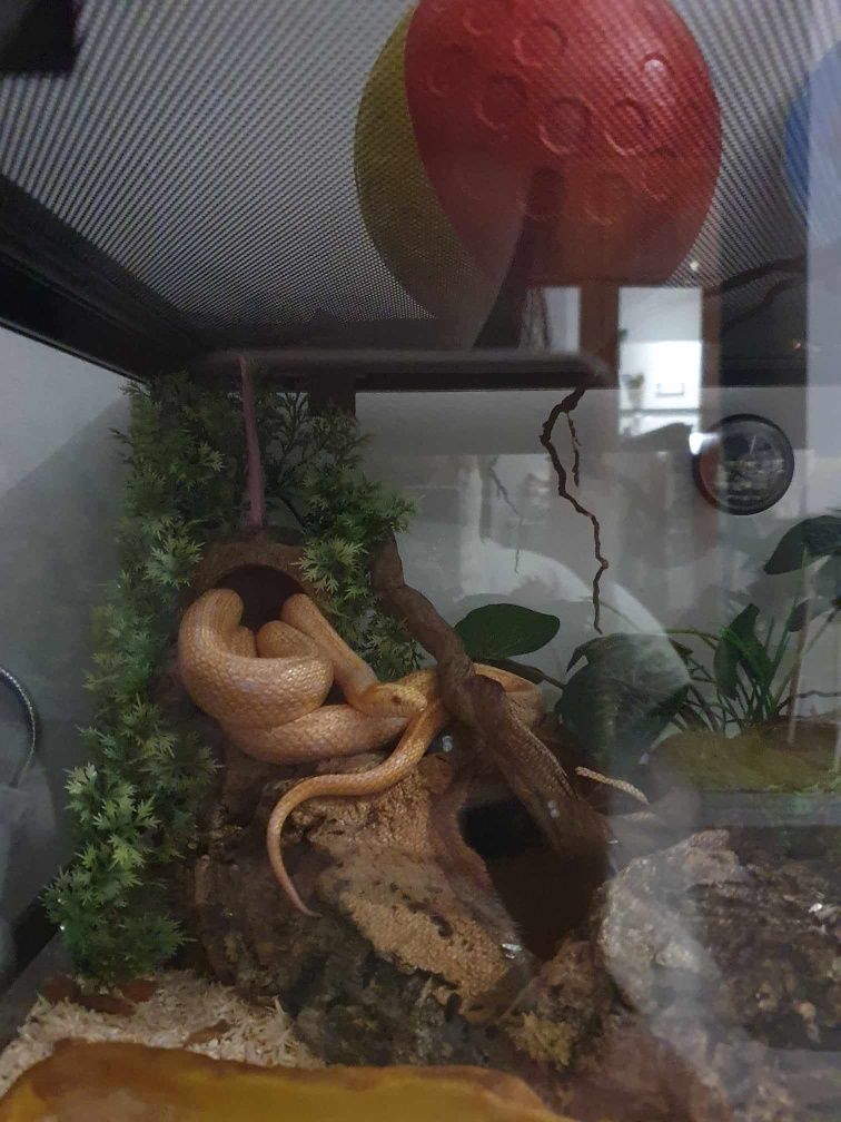 Wąż zbożowy bialy z terarium