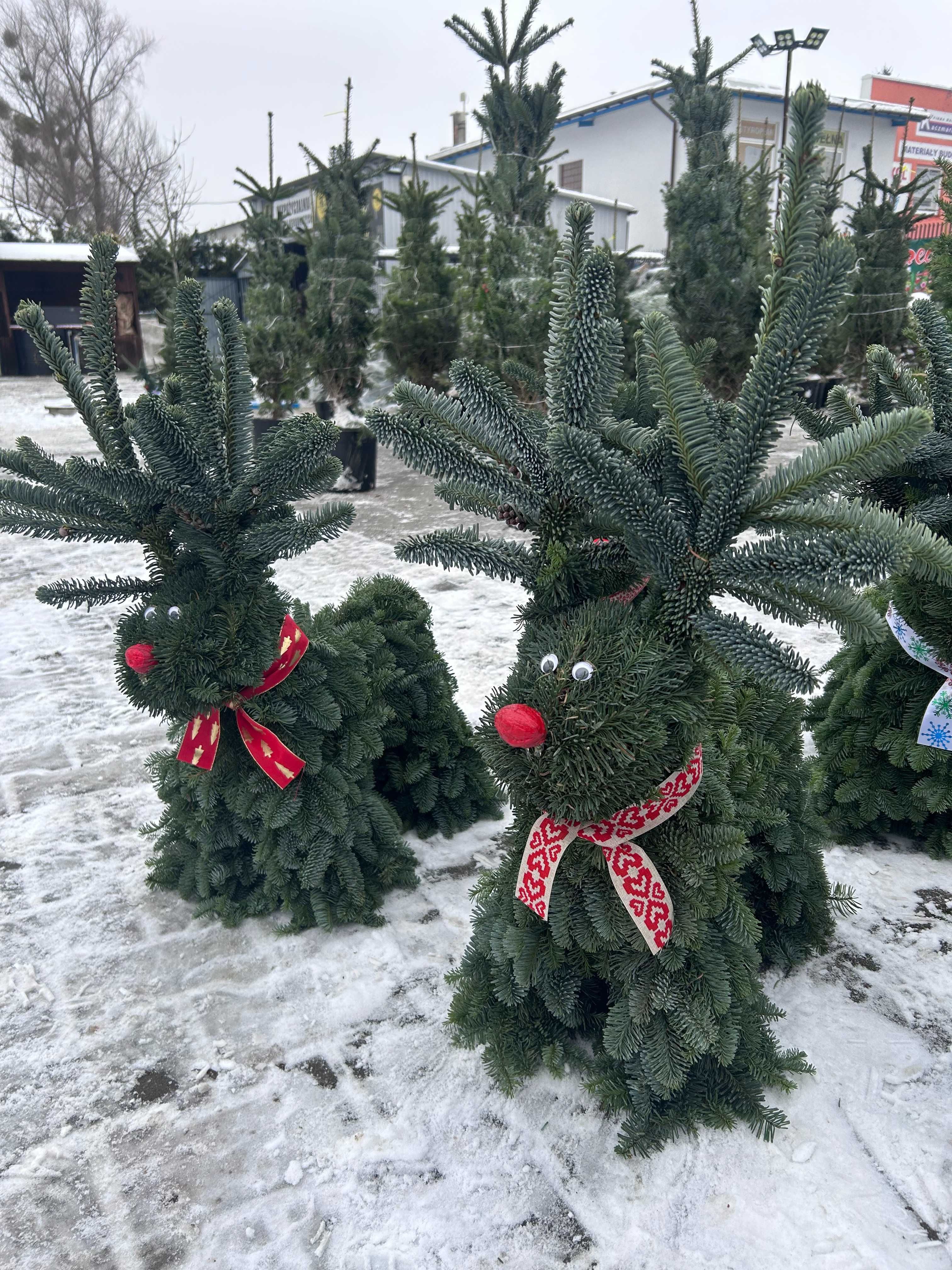 Renifer z jodły Nobilis mały 35cm ozdoba żywa świąteczna Radom