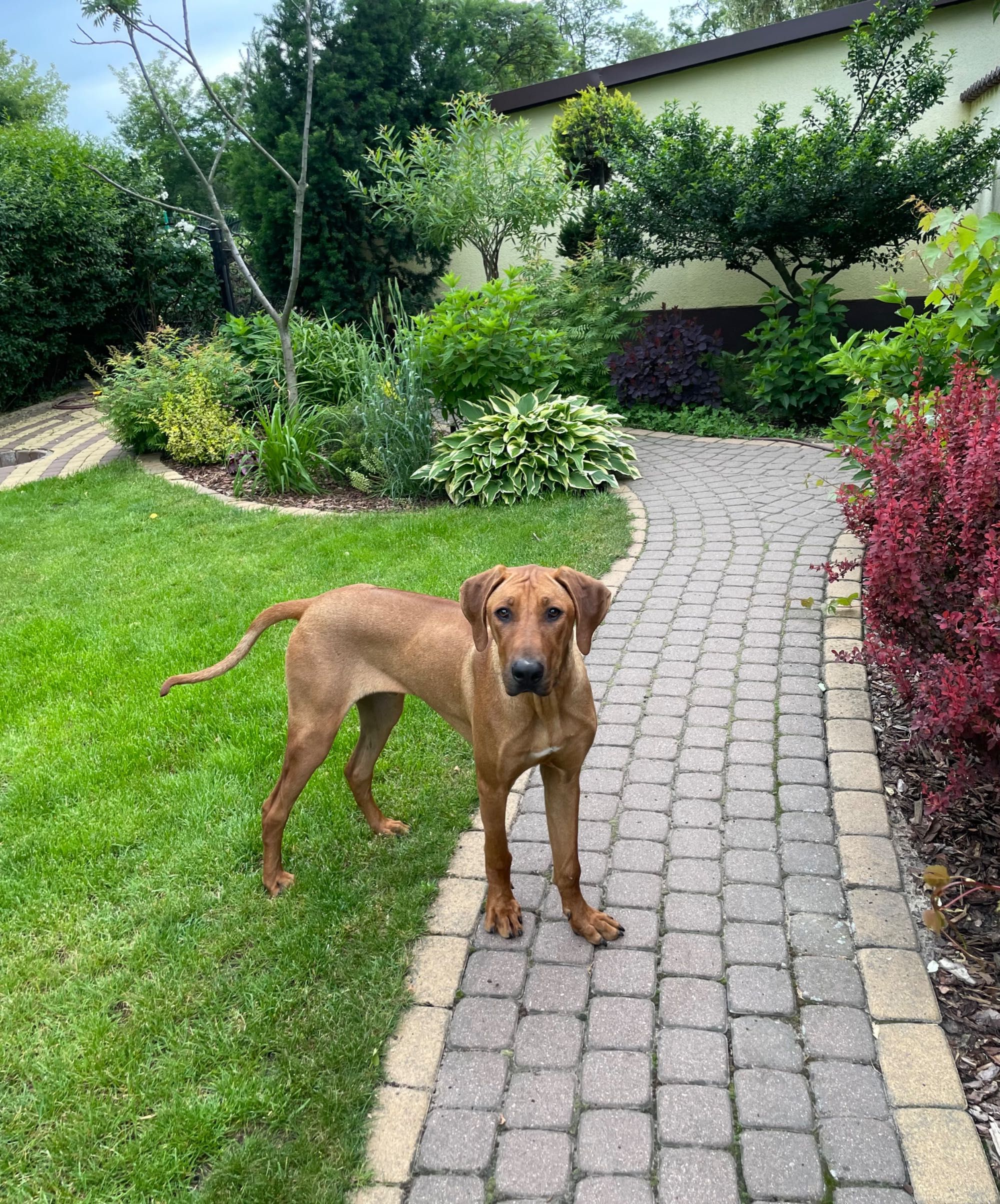 Rhodesian Ridgeback HUGO piesek po Championach