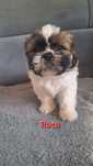 Sprzedam pieska Shih-Tzu