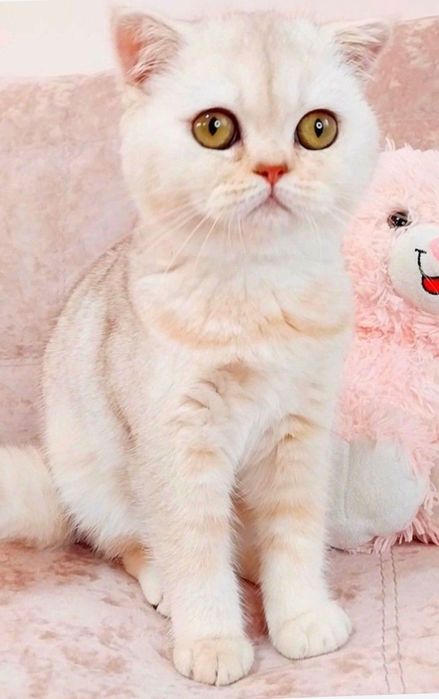 Шикарная шотландская малышка, самая ласковая и умненькая