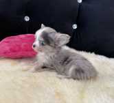 Chihuahua xxs mini sunia blue merle długowłosa