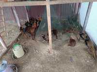 Продам фазани румуни