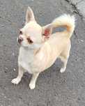Chihuahua 1.9kg FCI wystawowa suczka 3 lata z zagranicznym rodowodem