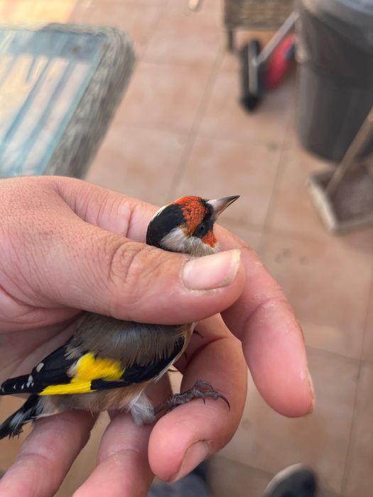 canários muito lindos