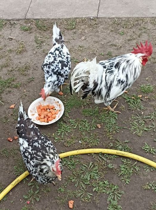 Сім'я курей породи Леггорн Долматинець Борки