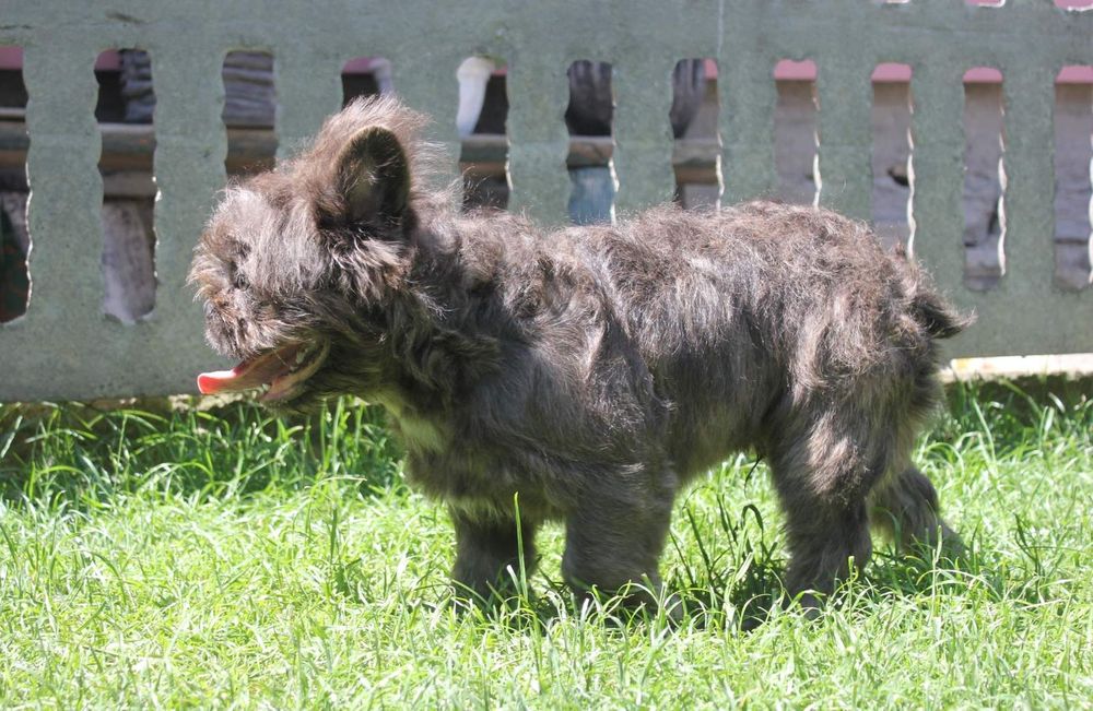 Французький бульдог флудлі