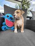 Amstaff płowa suczka gotowa do odbioru