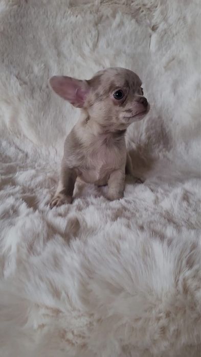 Chihuahua piesek merle