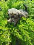 Cachorro macho Shih-Tzu