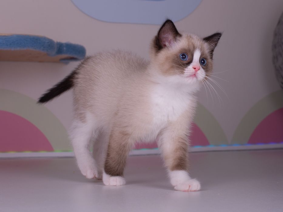 Породисті клубні кошенята Ragdoll