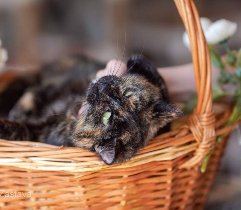 Рейф, 2 года, кошечка, кошка, красивая черепашка