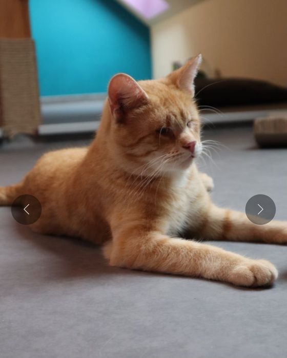 Niewidomy rudzielec, znajdzie kochający dom?