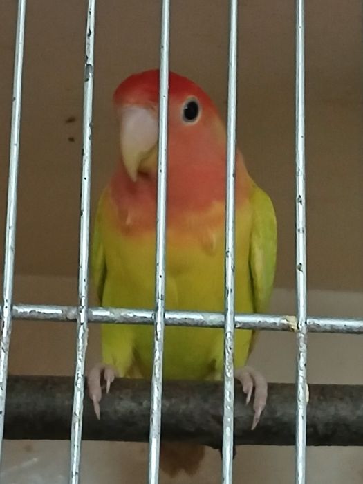 Sprzedam papugi faliste