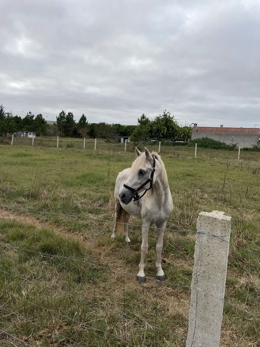 Vendo Cavalo ruço com 10 anos