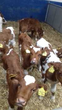 Jałówki HF na krowę, mleczne , Byczki, Jałówki Mięsne, Cielęta dowóz