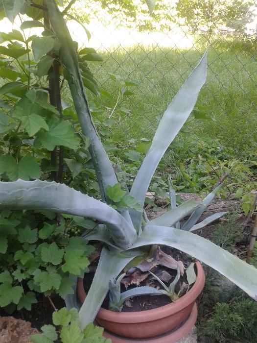 Агава,, бегония, алое разных видов