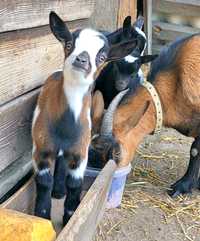 Карликовые козы коза козленок  Голландский гном