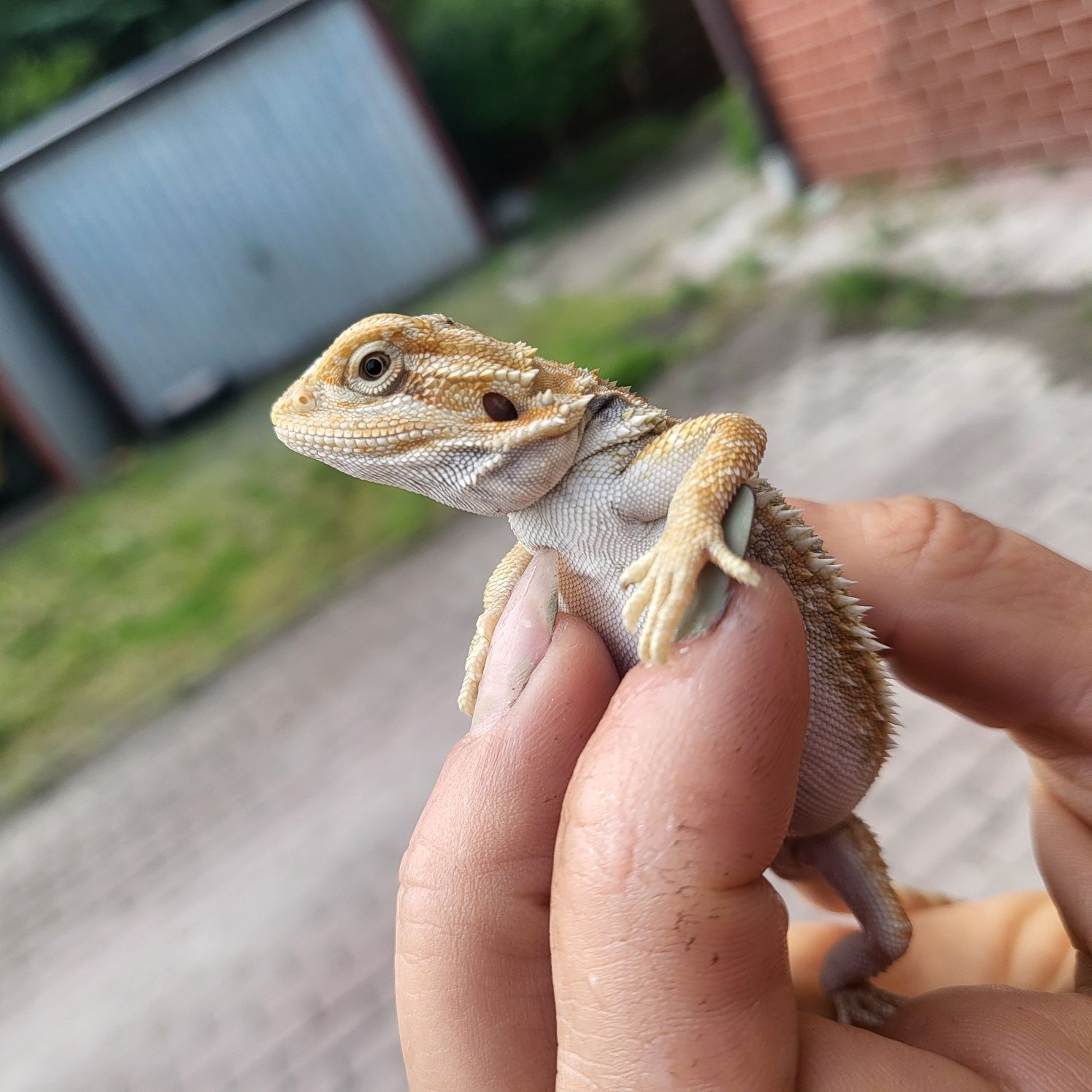 Agama brodata/ jaszczurka / gad