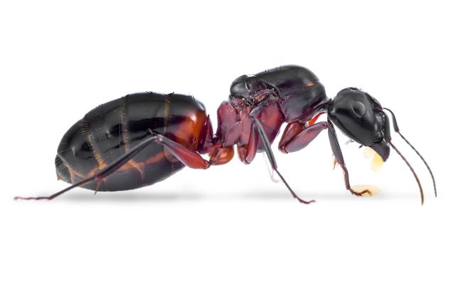 Mrówki - Camponotus ligniperda