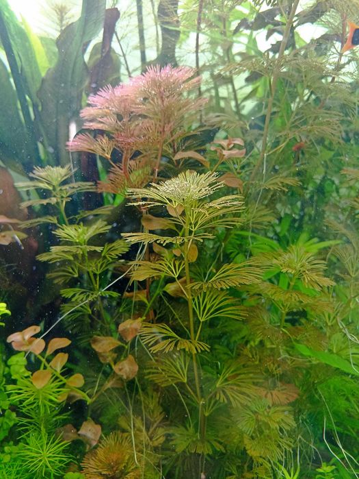 Простые растения для аквариума - Гигрофила, Людвигия , Эхонодорусы др