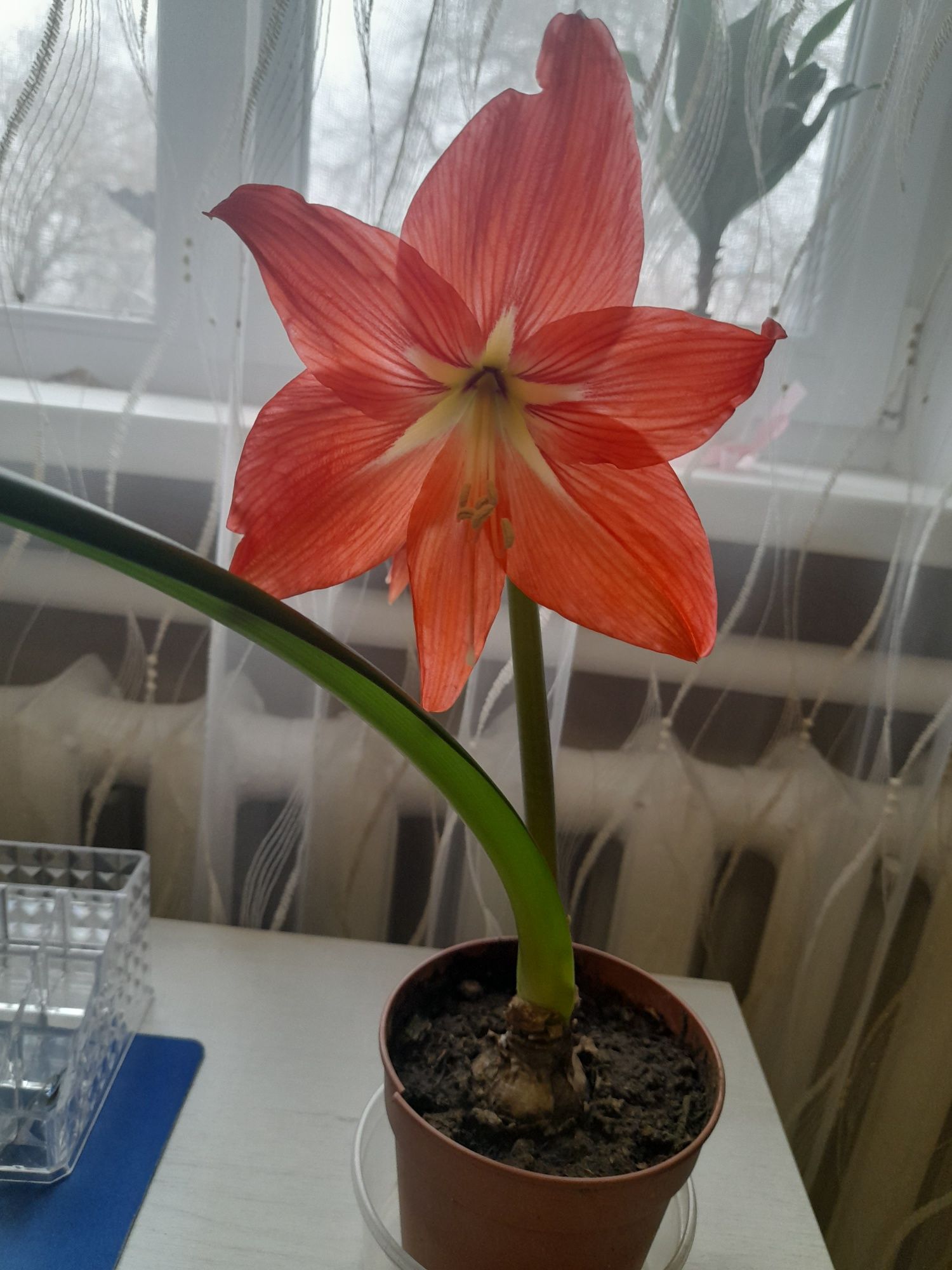 Продаю гіпеаструм. 150 грн.