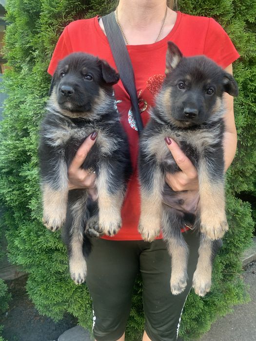 Продам цуценят Німецької вівчарки