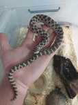 Heterodon zachodni 66%het albino